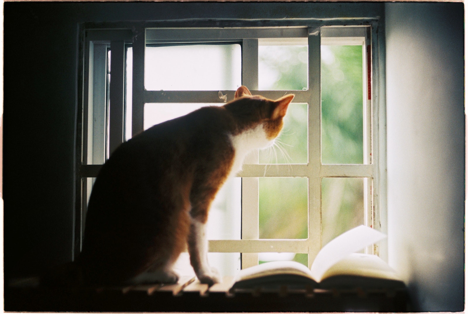 how-long-can-cats-stay-away-from-home-diy-seattle