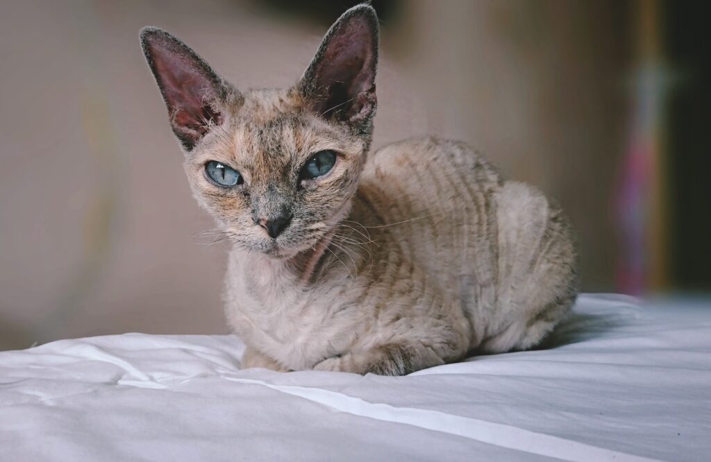 12 Best Cat Breeds For First-Time Owners - Feline Blog