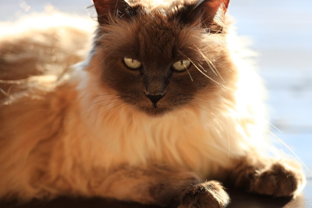 balinese-cat-long-haired-siamese-feline-blog