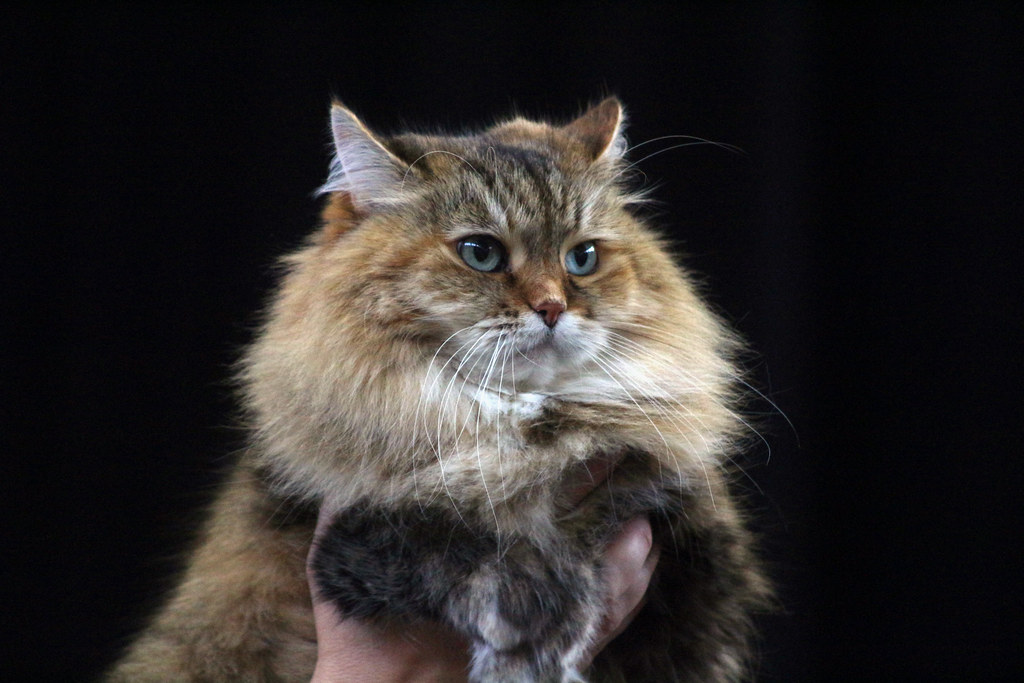 5 Facts About the Siberian Cats - Feline Blog