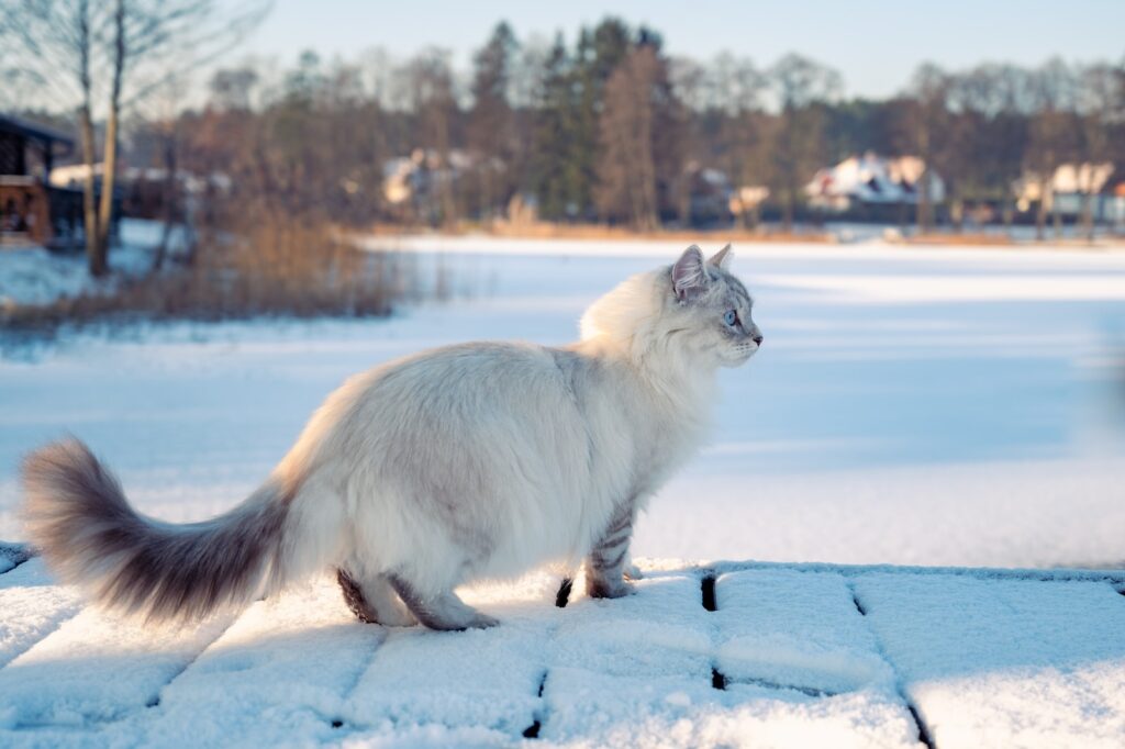 5 Facts About the Siberian Cats - Feline Blog